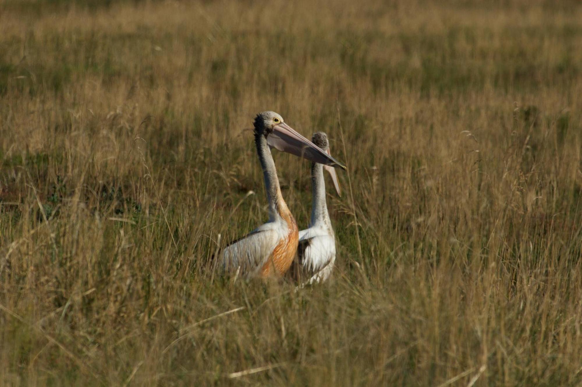 Pelican Point Sanctuary セントへレンズ エクステリア 写真