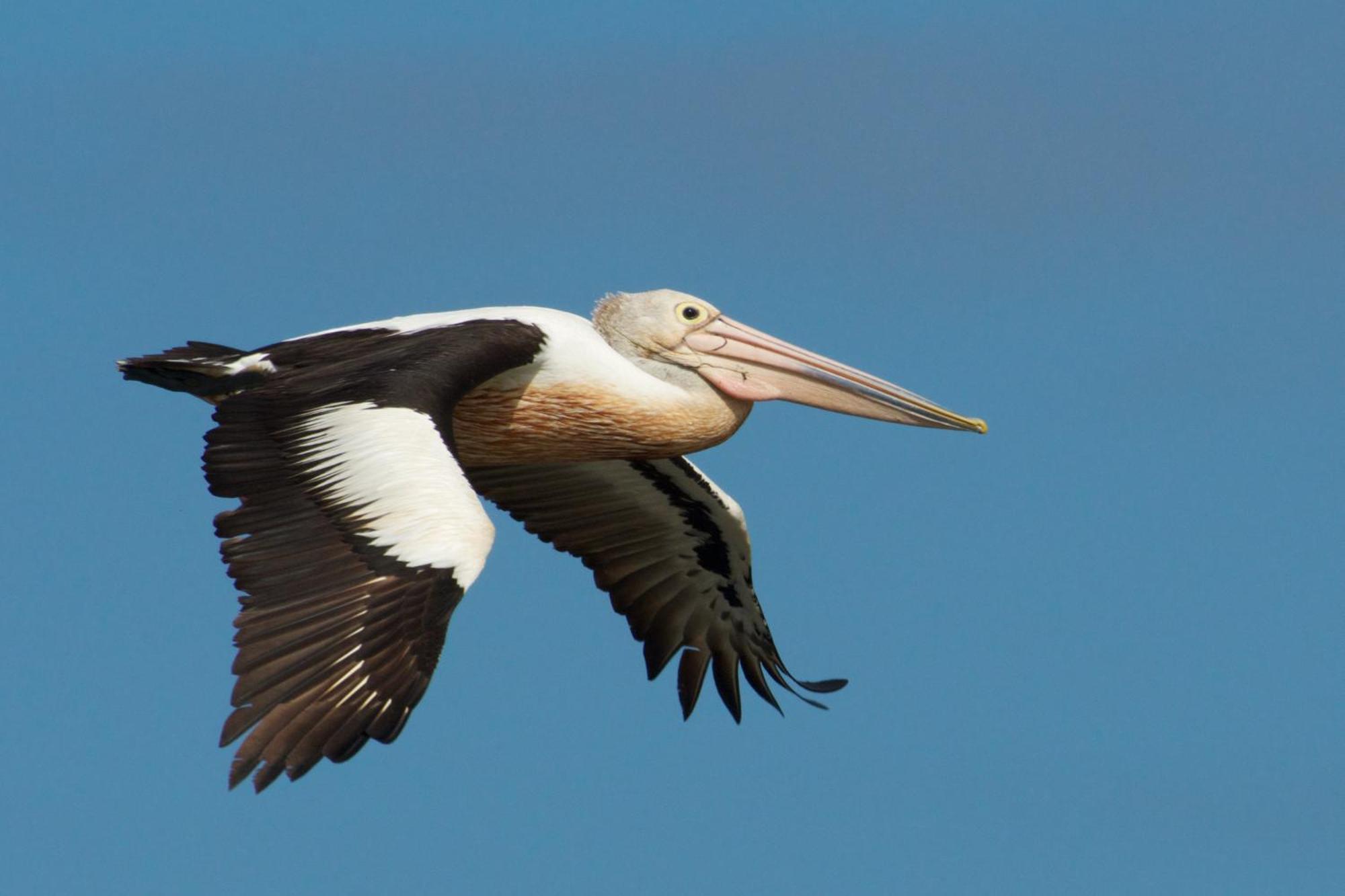 Pelican Point Sanctuary セントへレンズ エクステリア 写真